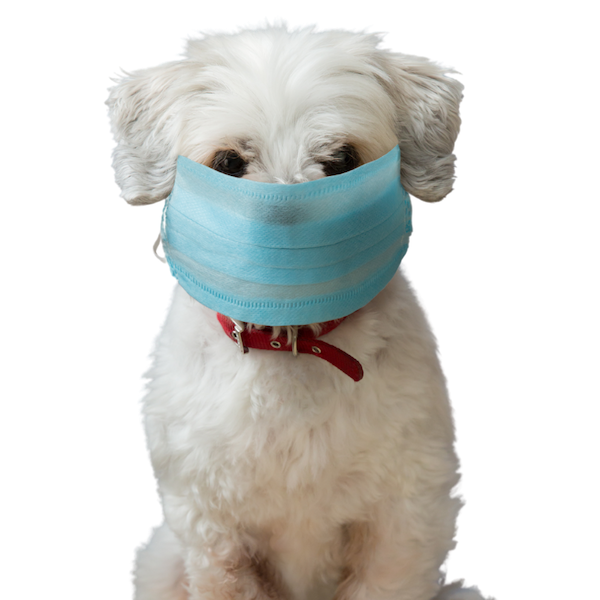 Cute white fluffy dog wearing a medical mask